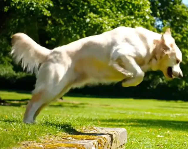 An Awesome Failure: My Dog, Parkour, and the Physics of AI