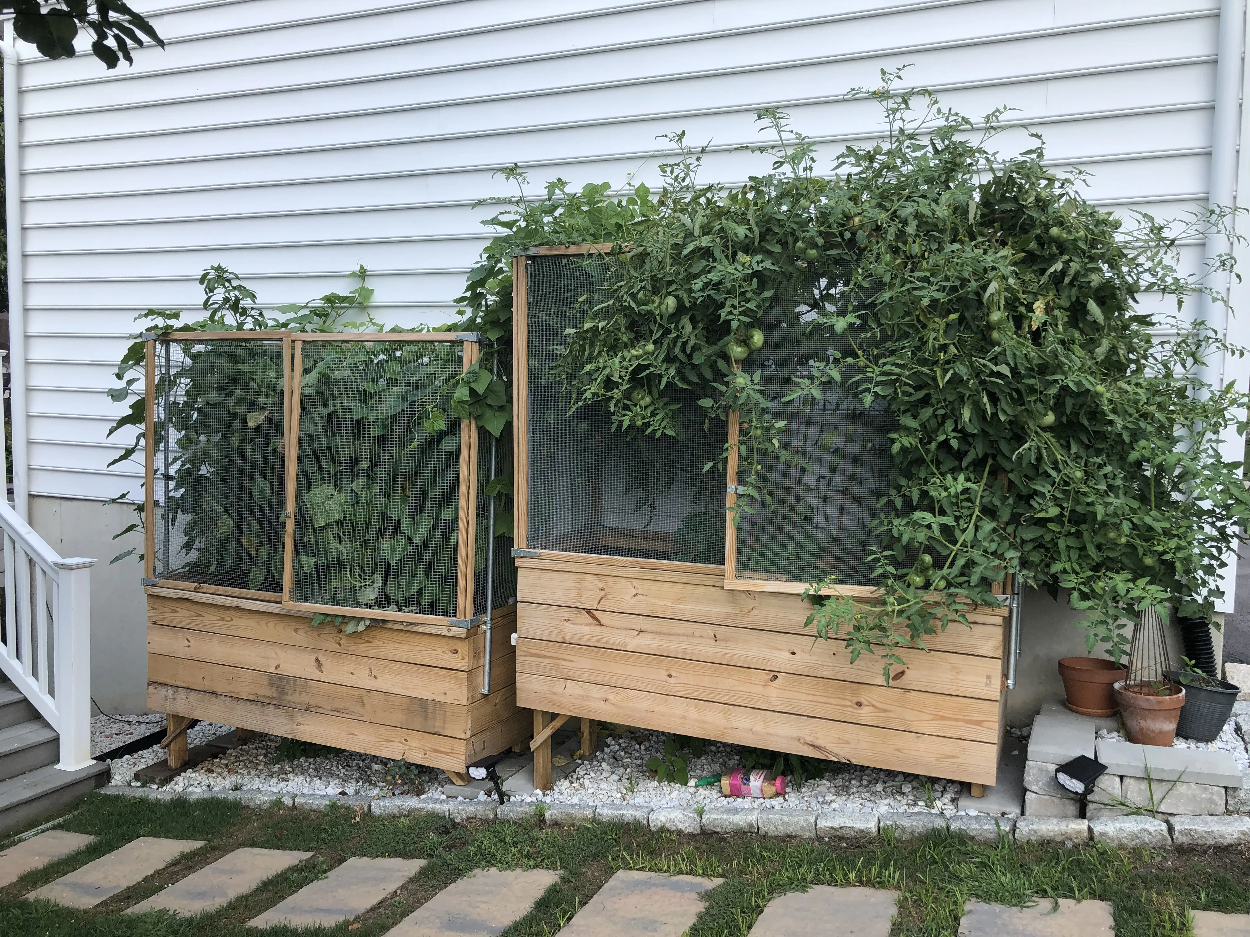 Both beds in full summer growth — tomato plants covering the trellis frames