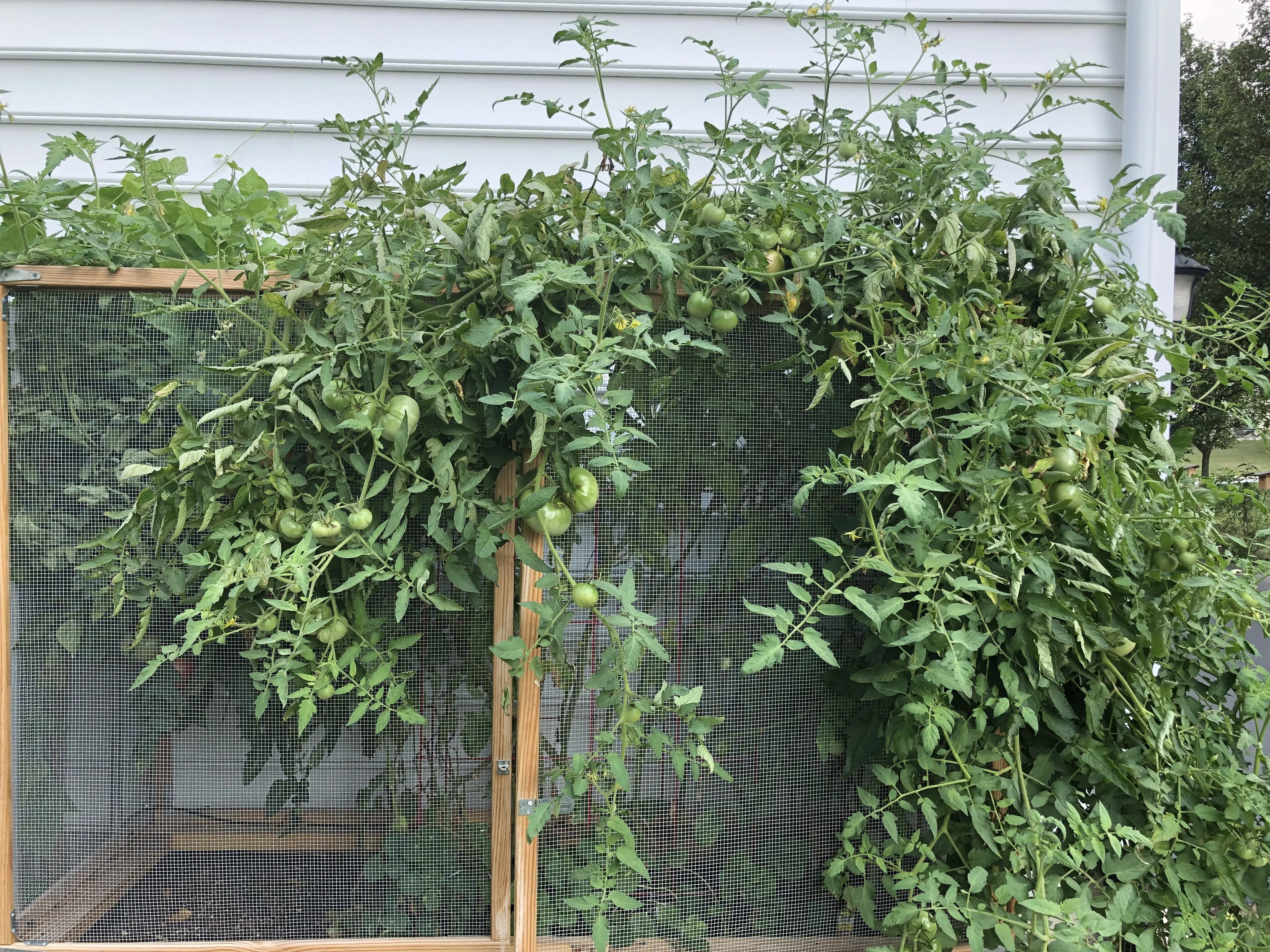 The tomatoes completely taking over the trellis by mid-summer
