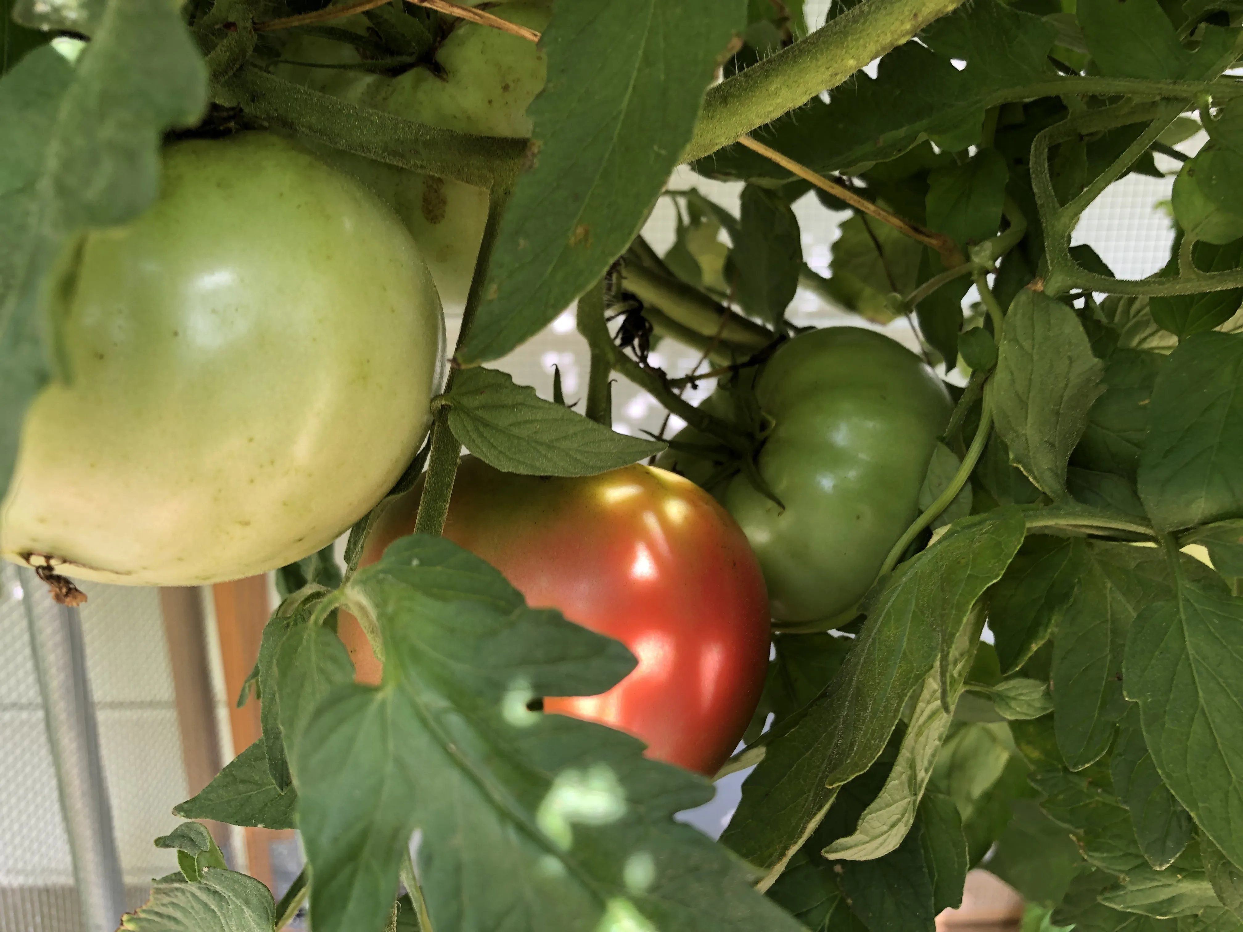 Tomatoes ripening on the vine